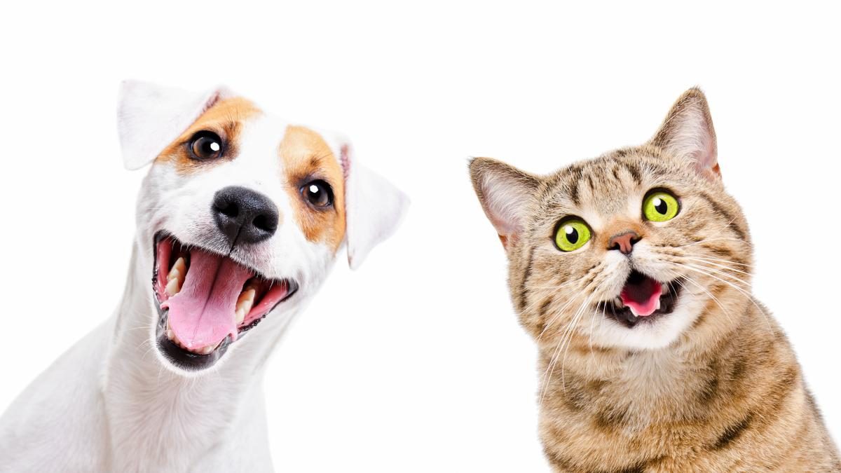 Perro y gato felices